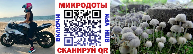 shop состав  купить  цена  Дмитриев  Псилоцибиновые грибы Psilocybe 
